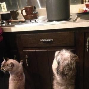 Meet your Posher, Jill